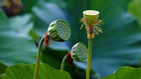 蓮蓬寓意|莲蓬（莲科莲属植物）